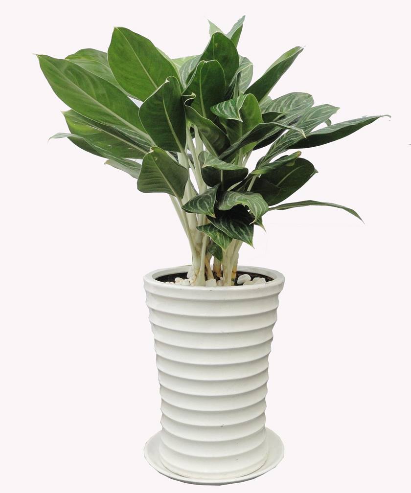 Sỏi Trắng Viên 2-3cm Trang Trí Chậu Cây, Bể Cá (1kg)