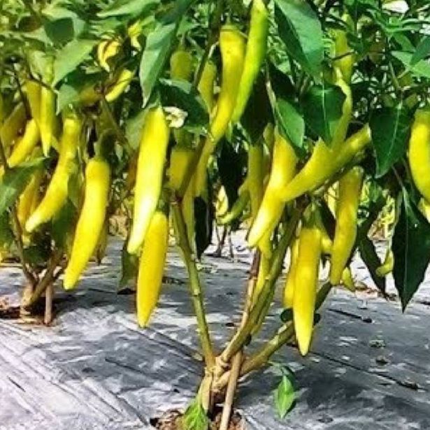 Hạt giống ớt sừng vàng Châu Phi -Gói 0.1gram(tặng kèm phân bón)