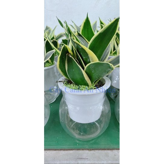 Chậu Cây Lưỡi Hổ Thái Trồng Thuỷ Canh