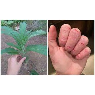 Cây Ngải Dại khô 500g GT332