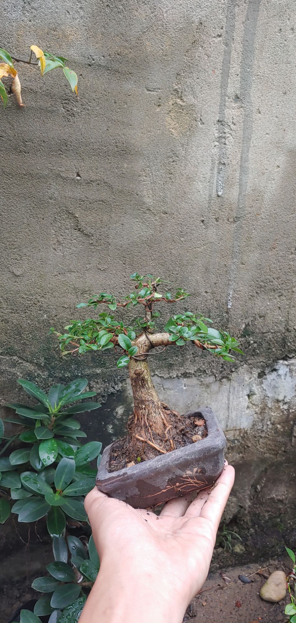 Sam hương mini gốc cỡ ngón tay
