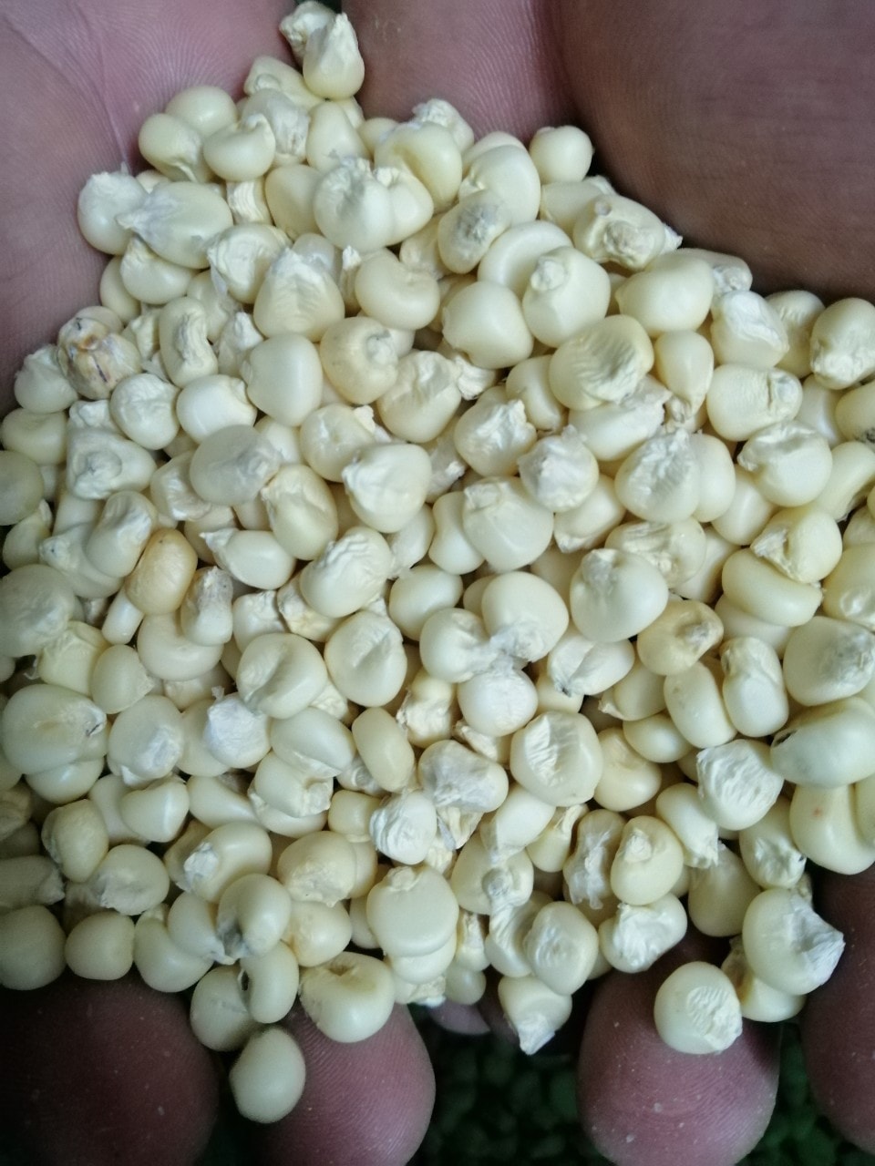 BẮP NẾP HẠT 2KG ( NGÔ NẾP)