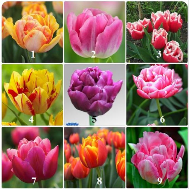 Combo 5 củ hoa tulip kép nhiều màu - trồng chơi tết