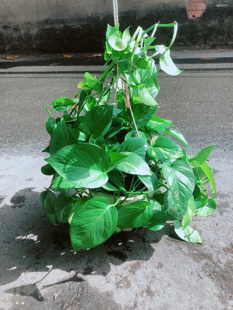 Trầu Bà Thái Xanh
