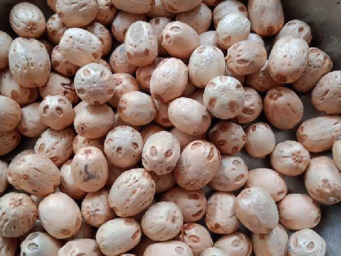 1kg hạt xoan đào giống