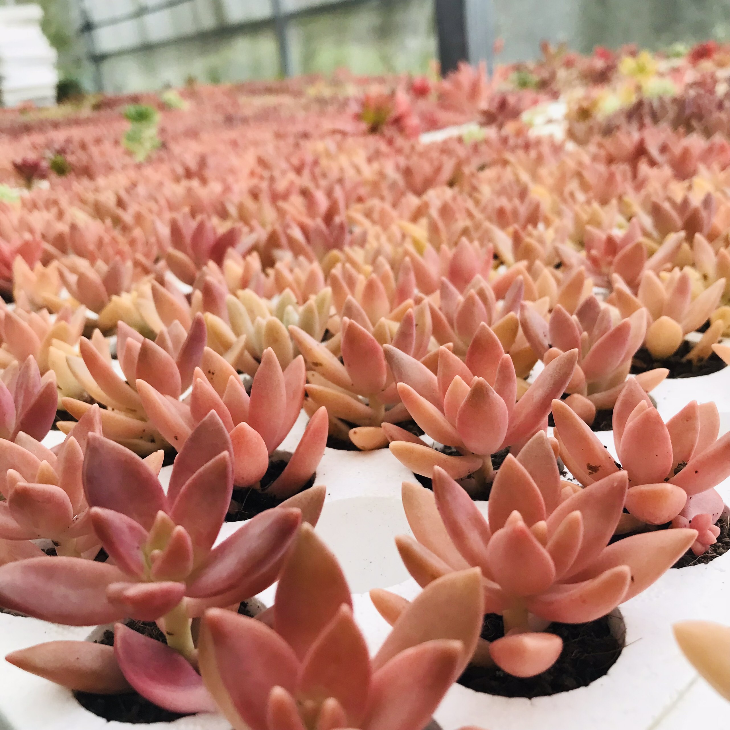 SEN ĐÁ ĐÁ ĐỎ SIZE MINI SIÊU KHOẺ ĐẸP LỖI 1 ĐỔI 1