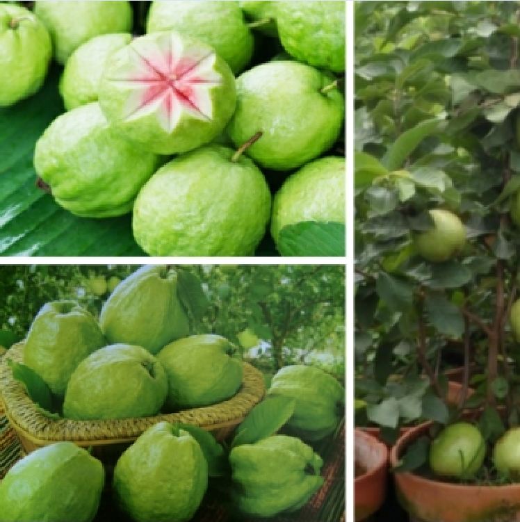 Bộ 3 gói hạt giống cây ổi xá lị Đài Loan ( tặng 1 gói kích hạt nảy mầm )