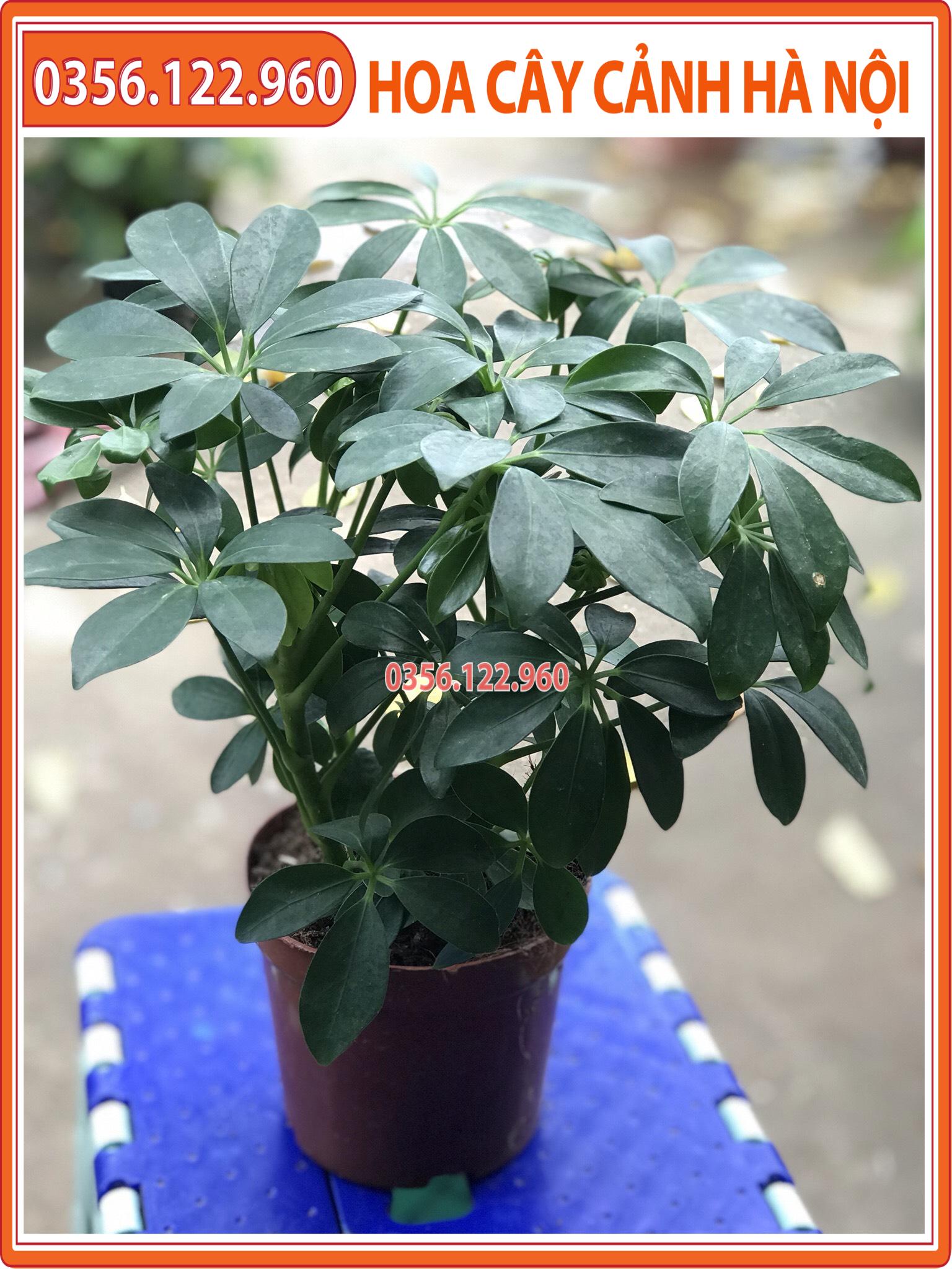 Cây ngũ gia bì để bàn