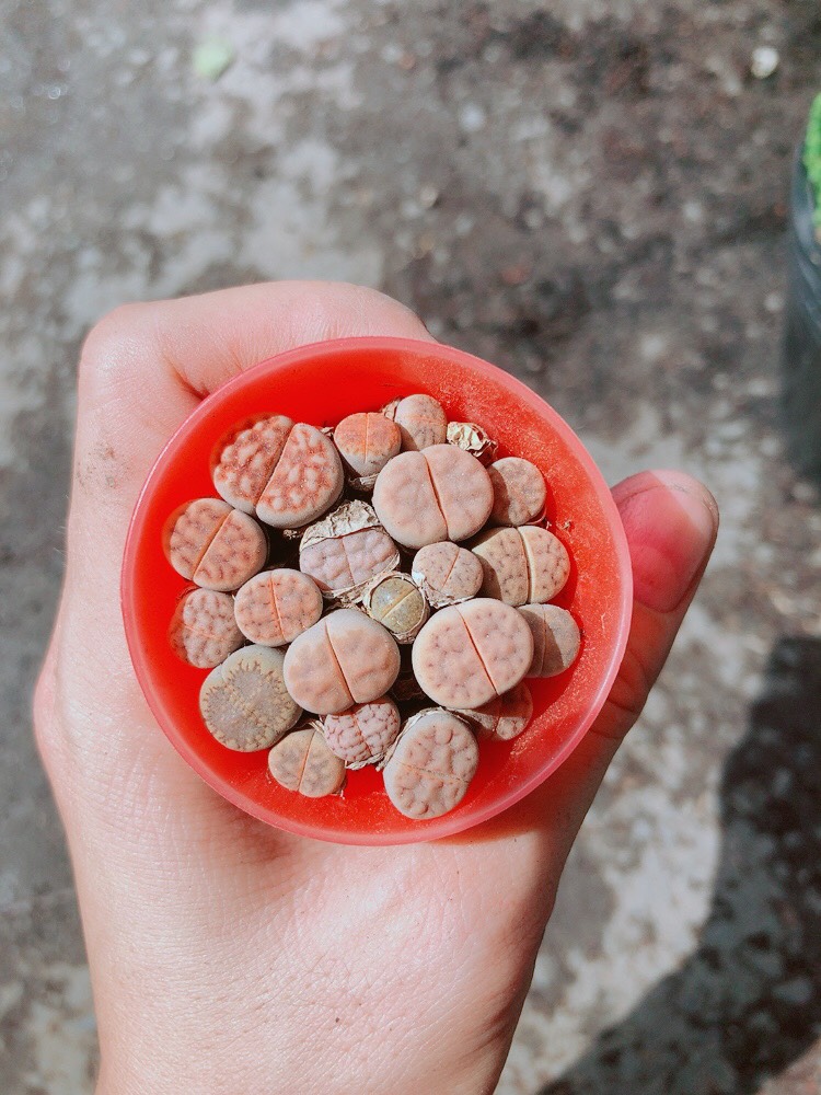 Cây Lipthop (Mông)