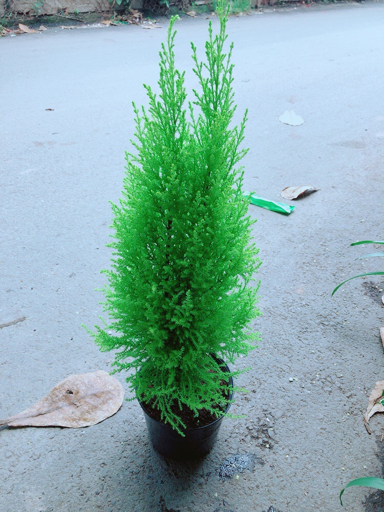 Cây Tùng Thơm (cao 60cm, ngang 20cm)