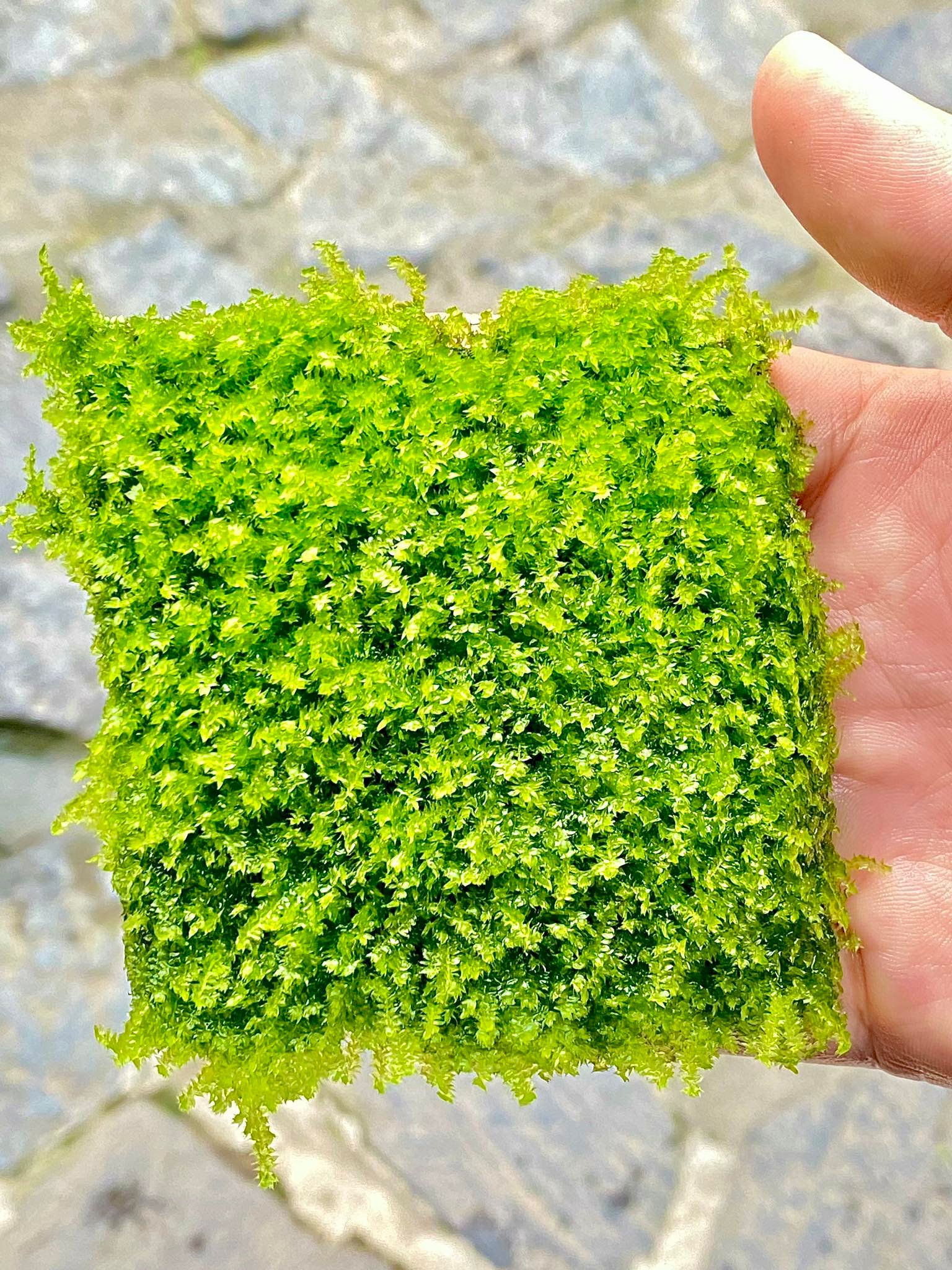 [CÂY RÊU THỦY SINH]1 vỉ  Rêu Mini Taiwan dán lũa