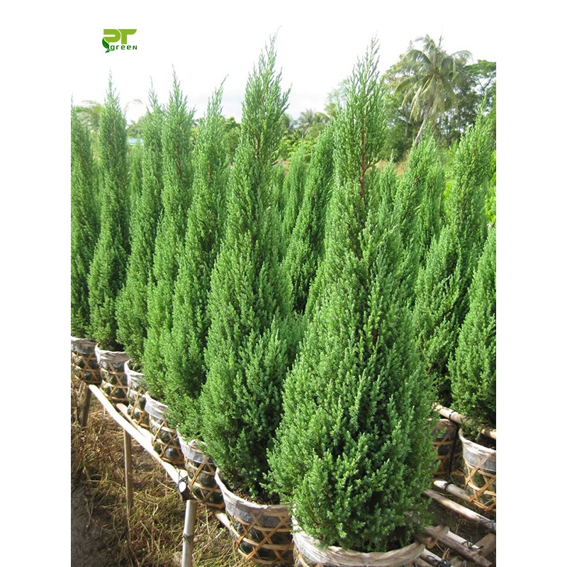 Cây sơn tùng cao 70cm cm + trang trí noel (ảnh thật số 2)