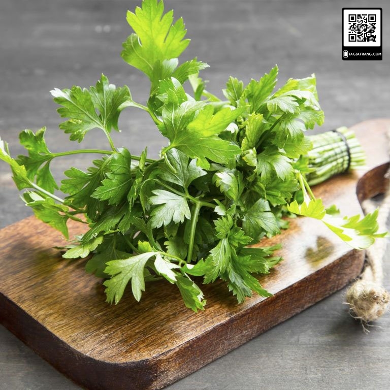 Hạt giống mùi tây parsley (ngò tây)