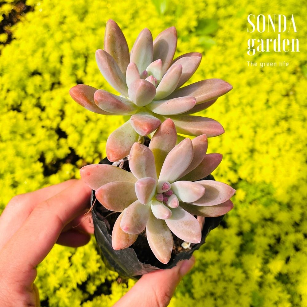 SEN ĐÁ PHA LÊ SIZE BÉ SIÊU KHOẺ ĐẸP LỖI 1 ĐỔI 1