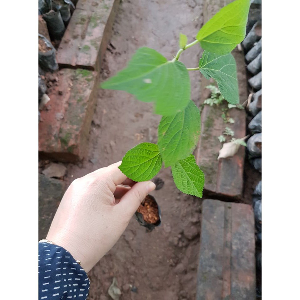 03 Cây Giống An Xoa Hoa Tím