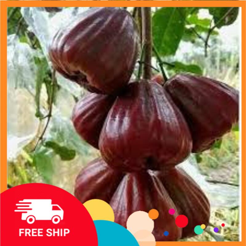 (shop uy tín vàng) GIỐNG ROI ĐỎ THÁI LAN sai quả ngọt mát - Cây giống chuẩn F1