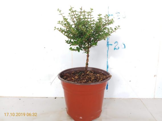 Cây giống Cây hàm hương - CayGiongTot