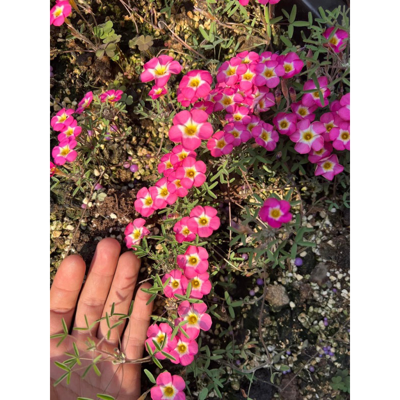 củ hoa oxalis dòng hoa sớm, thân mảnh mai