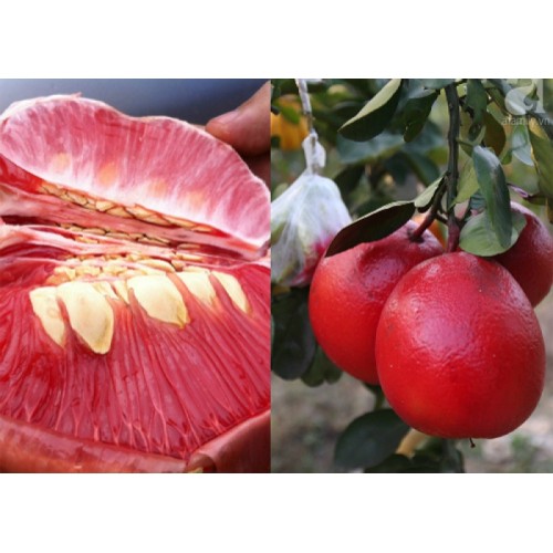 Cây giống BƯỞI ĐỎ LUẬN VĂN