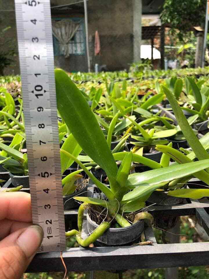 Combo 2 cốc hoa phong lan hoàng nhạn tháng 8