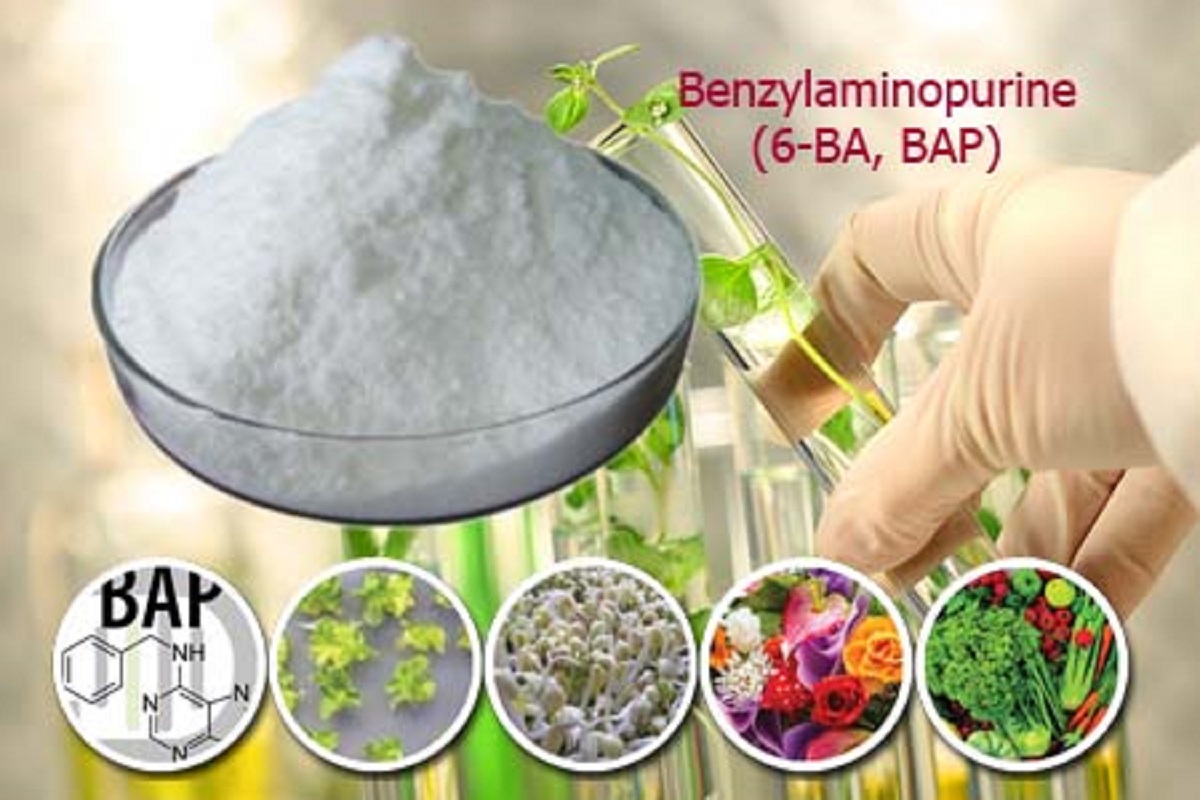 Cytokinin - 6BA 99% (Siêu kích chồi, bật búp) Gói 100gr