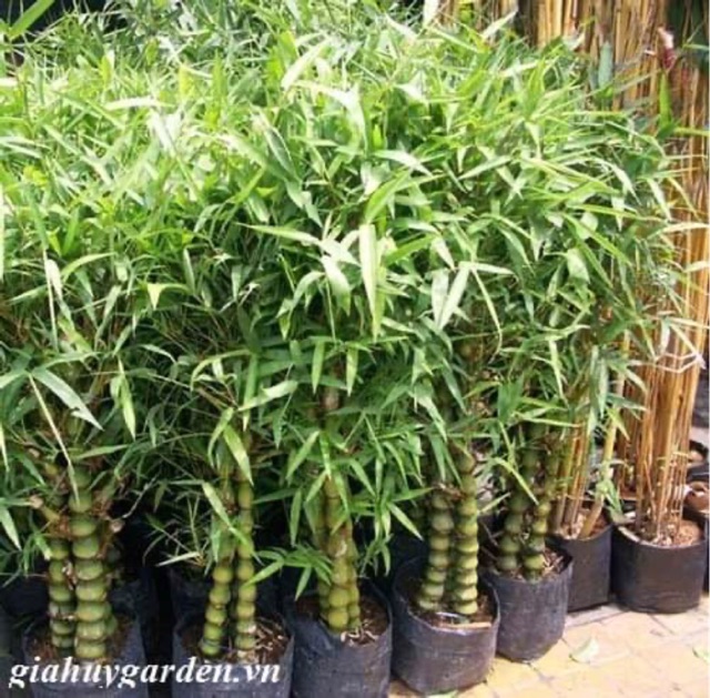 Cây trúc Phật bà