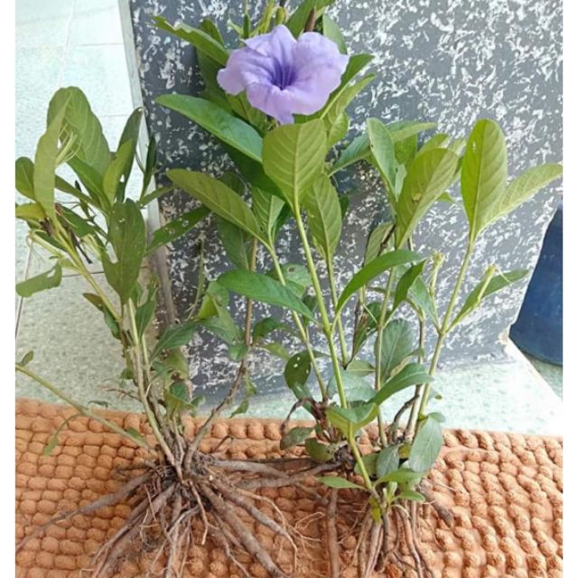 Cây giống cây quả nổ