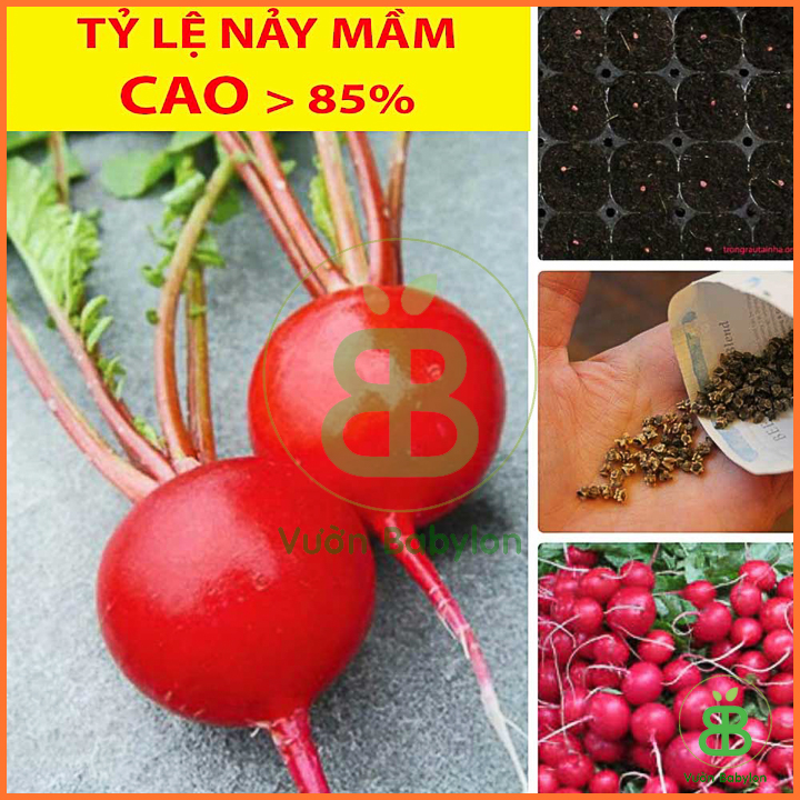 Hạt Giống Củ Cải Mini Đỏ Tròn 1Gr