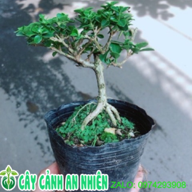 [HCM]Cây Sam Hương