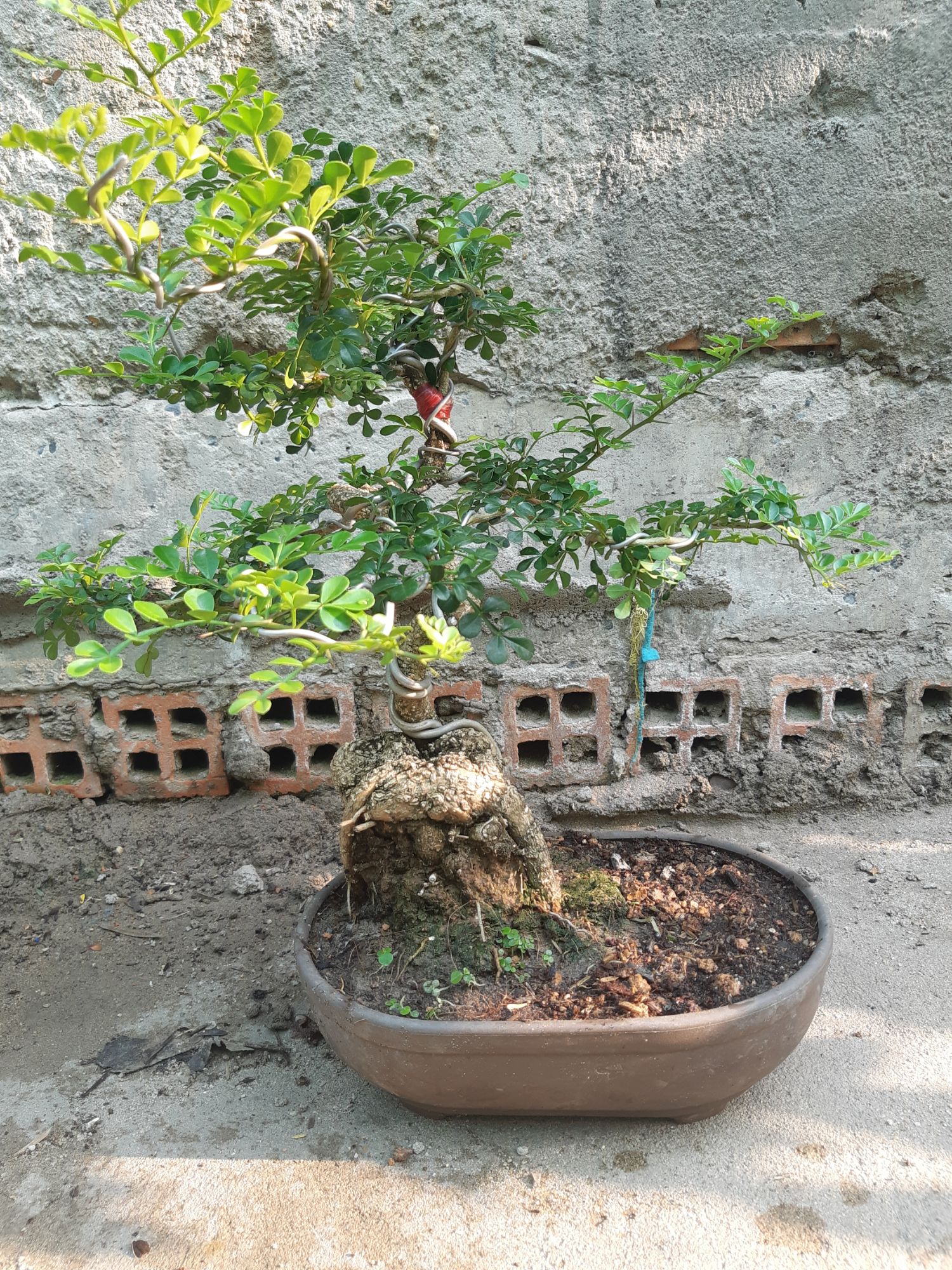 cần thăng bonsai