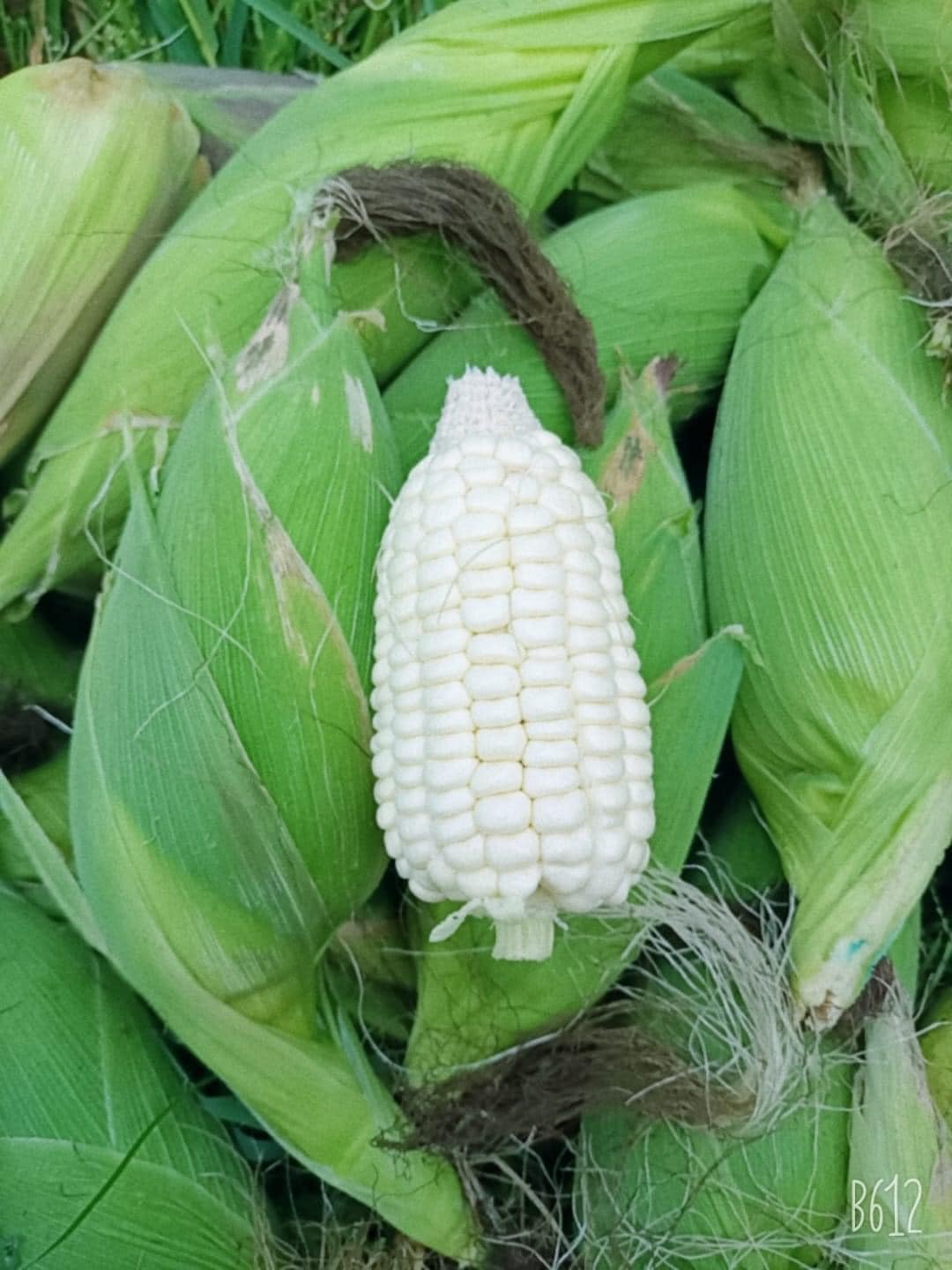 Hạt Giống Bắp Nếp Nù Siêu Sẻo Cao Sản - Gói 100g