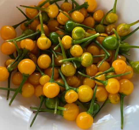 Hạt giống ớt mắc nhất thế giới - - gói 5 hạt