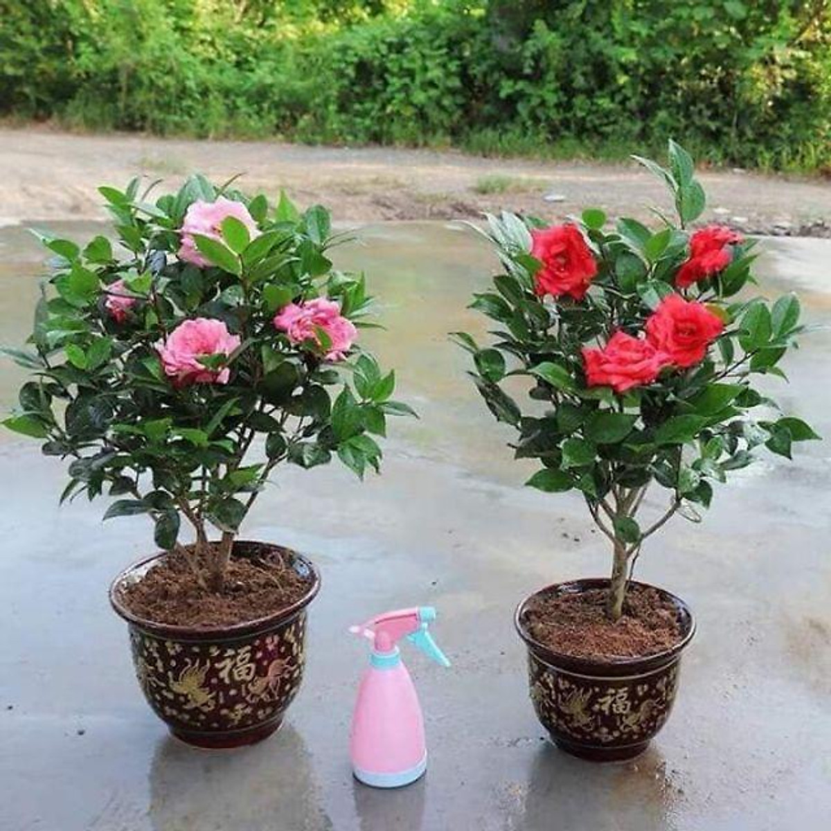 Trà mi cây giống co đủ màu