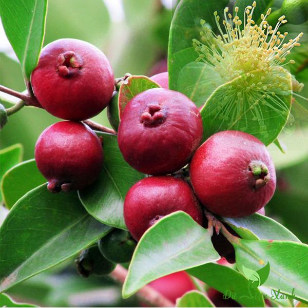 Cây Ổi Dâu Tây Nhật