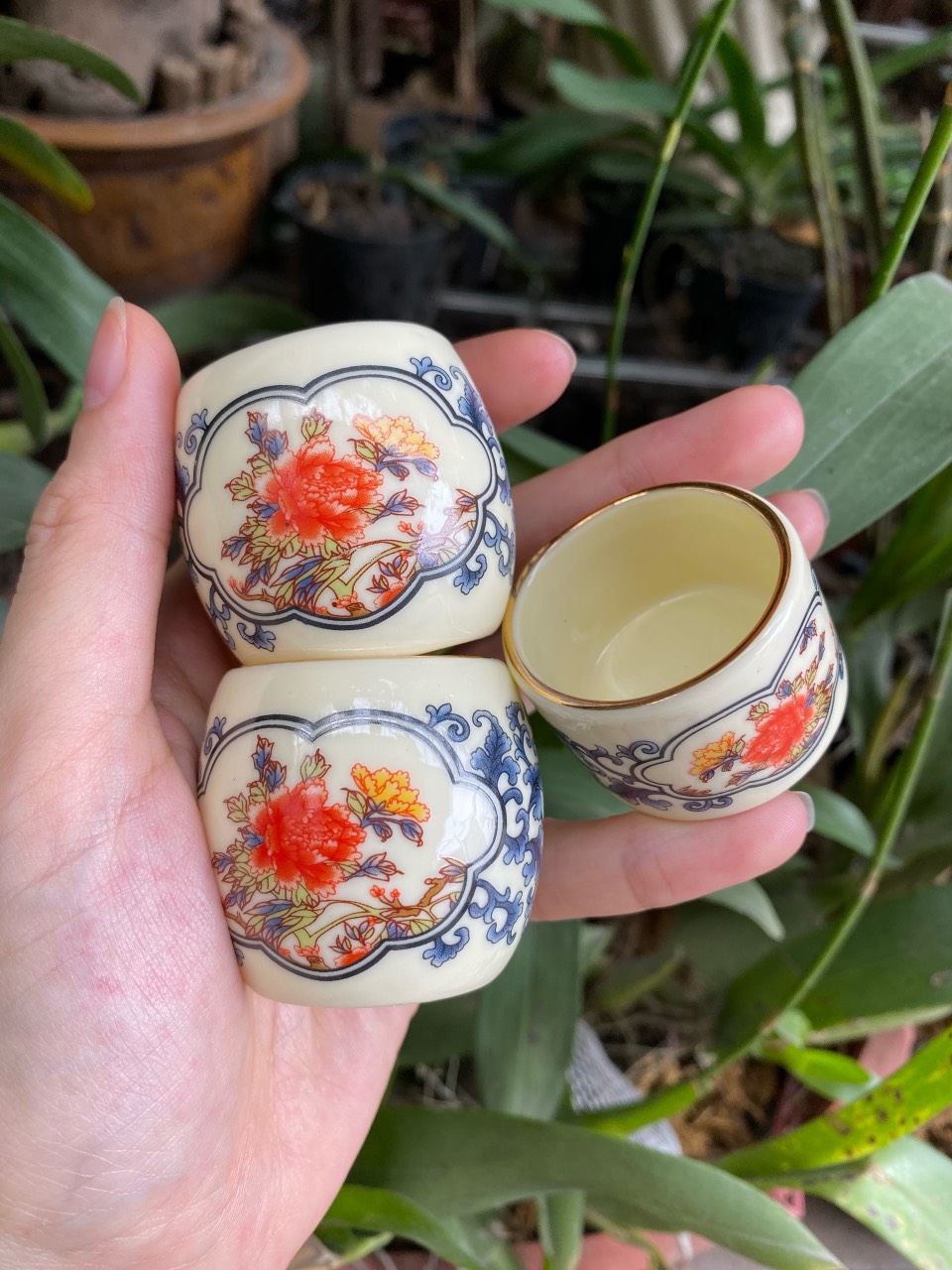 Cóng chim chào mào