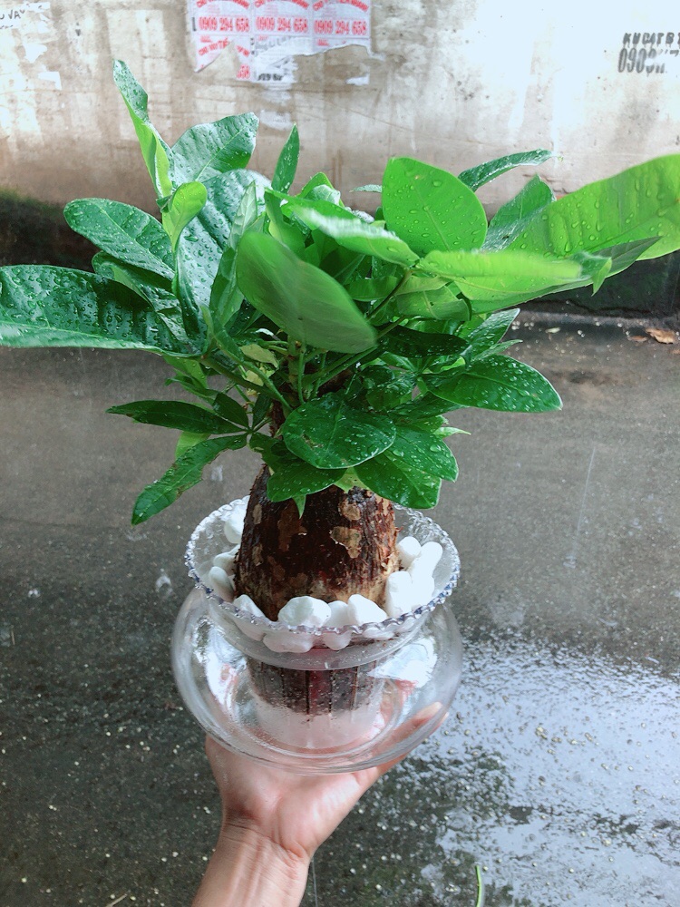 Chậu Kim Ngân Thuỷ Sinh
