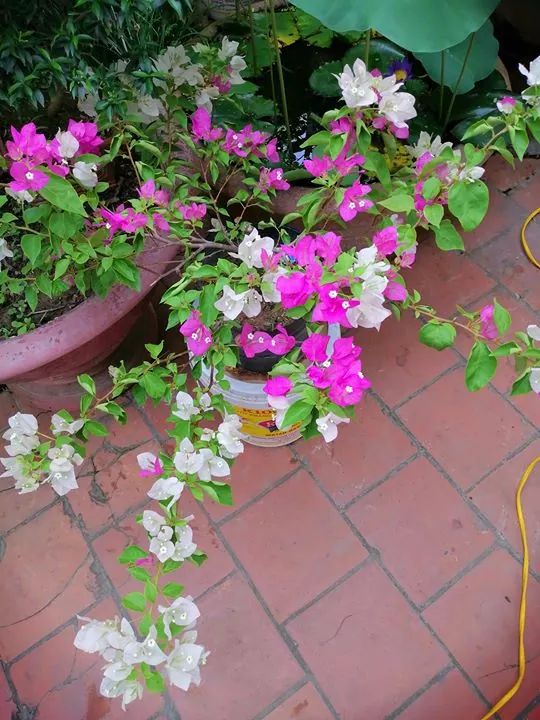 Cây Giống Hoa Giấy Mix Màu