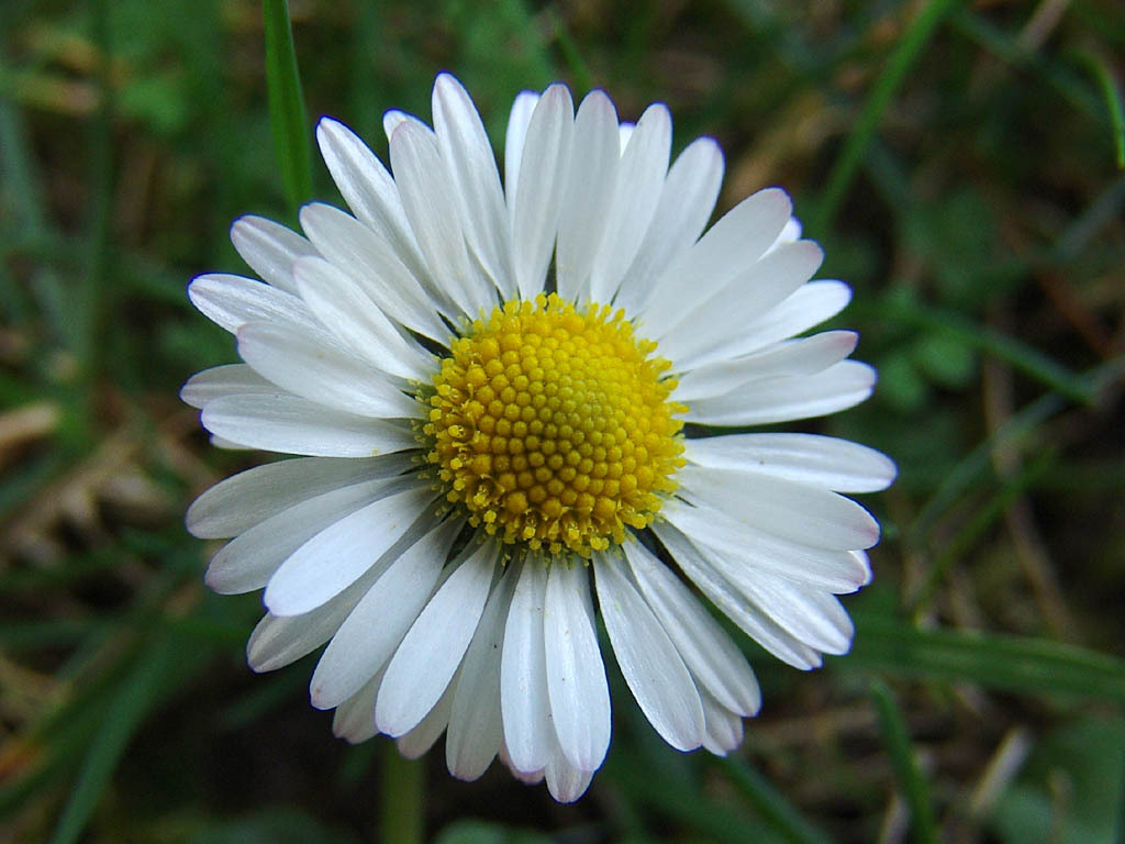 [HCM]Hạt giống cúc họa mi - tặng gói hạt giống ngẫu nhiên