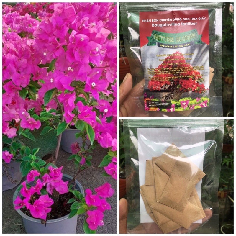 5 gói phân bón siêu ra hoa better Bloom NPK - Phân bón chuyên dùng cho hoa giấy
