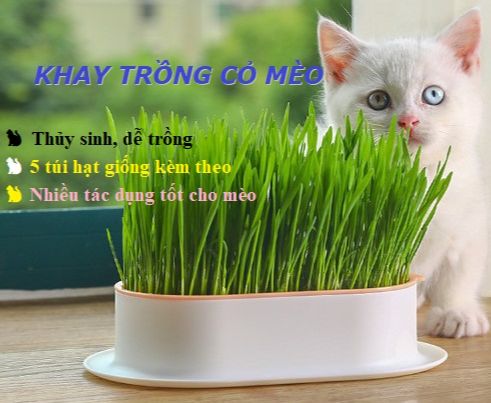 Khay trồng cỏ mèo thủy sinh