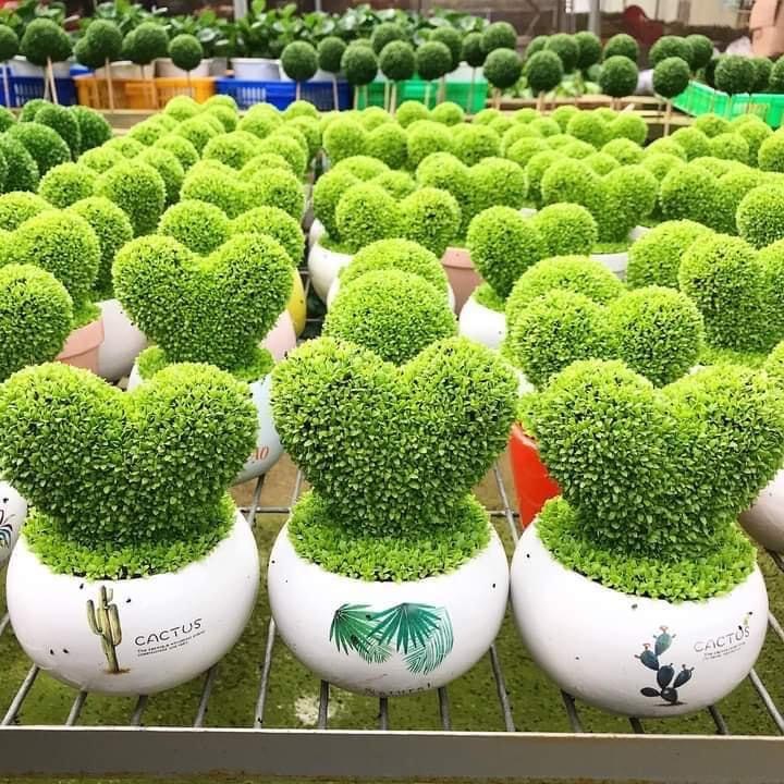 500 hạt giống cỏ may mắn