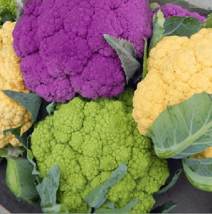 "Gói 20 "Hạt giống súp lơ mix màu ( bông cải mix ) [Seeds]