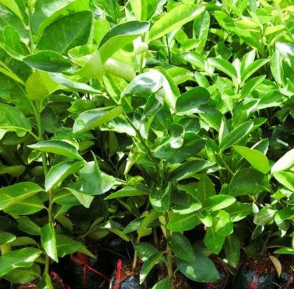 cây chanh tứ quý combo 2 cây ( đang trái)