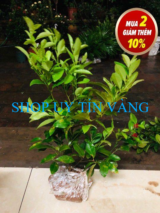 COMBO 2 Cây chanh đào cao 60 cm