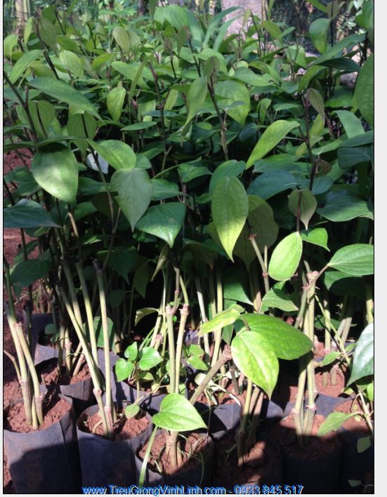 Tiêu giống vĩnh linh ăn hạt