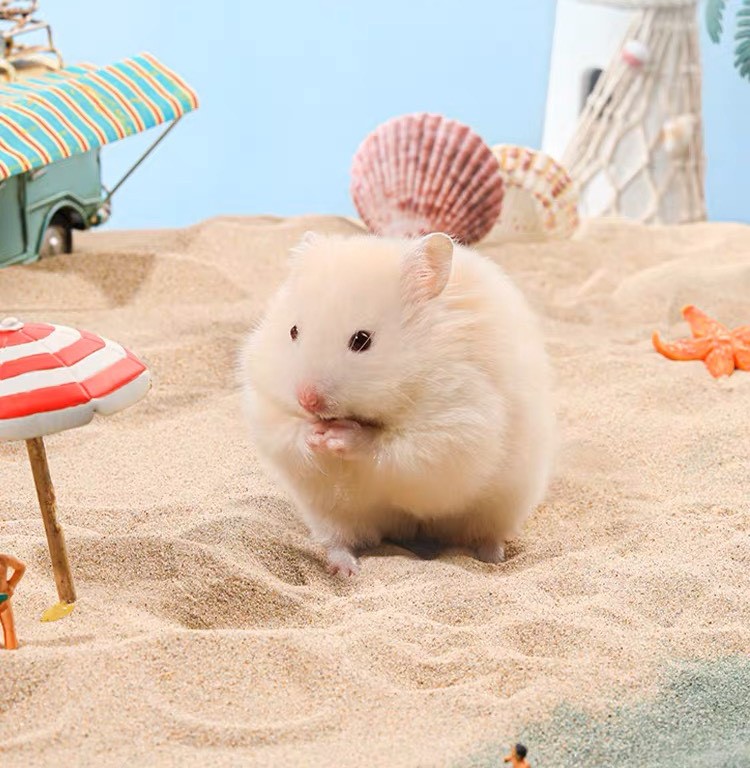 Indian Sand (Brown Buddy - India) - Bedding for Hamsters, Fat Tails,... - T3 Pets Shop