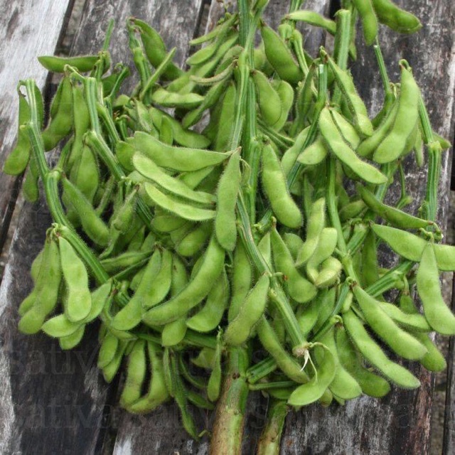 Hạt Giống Đậu Nành Rau
