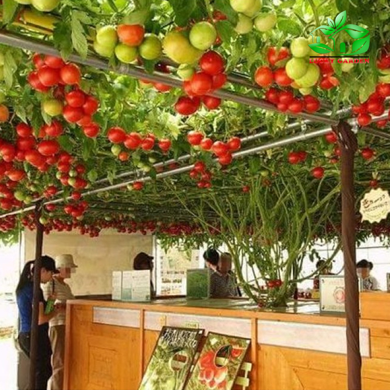 "Gói 10 Hạt " Hạt giống Cà chua bạch tuộc leo giàn