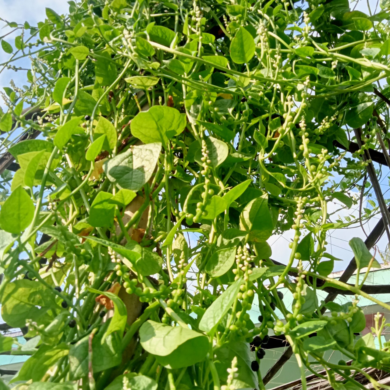 20 Hạt Giống Rau Mồng Tơi Lá Nhỏ