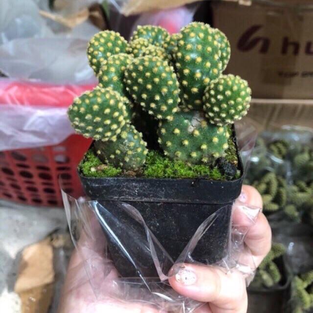 Xương rồng Tai Thỏ chùm